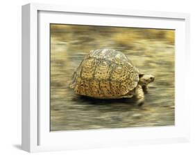 Leopard Tortoise (Geochelone Pardalis) Running-Jane Burton-Framed Photographic Print