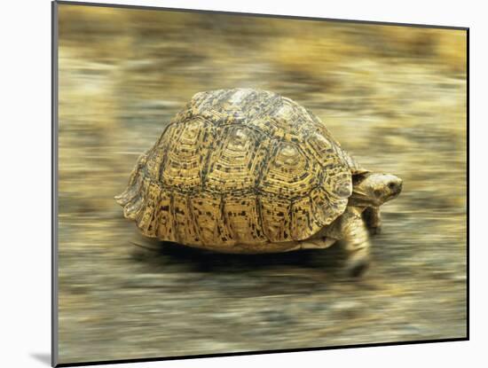 Leopard Tortoise (Geochelone Pardalis) Running-Jane Burton-Mounted Photographic Print