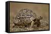 Leopard Tortoise (Geochelone Pardalis)-James Hager-Framed Stretched Canvas