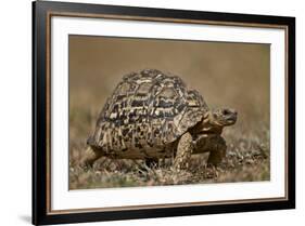 Leopard Tortoise (Geochelone Pardalis)-James Hager-Framed Photographic Print