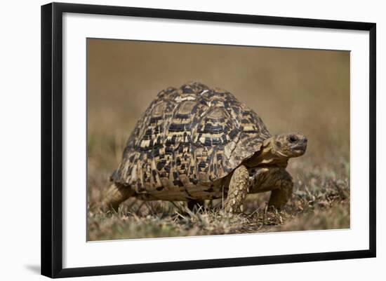 Leopard Tortoise (Geochelone Pardalis)-James Hager-Framed Photographic Print