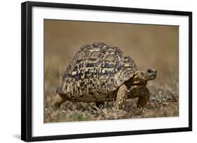 Leopard Tortoise (Geochelone Pardalis)-James Hager-Framed Photographic Print