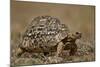 Leopard Tortoise (Geochelone Pardalis)-James Hager-Mounted Photographic Print