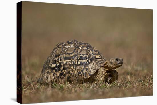 Leopard Tortoise (Geochelone Pardalis)-James Hager-Stretched Canvas