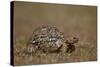 Leopard Tortoise (Geochelone Pardalis)-James Hager-Stretched Canvas