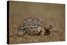 Leopard Tortoise (Geochelone Pardalis)-James Hager-Stretched Canvas