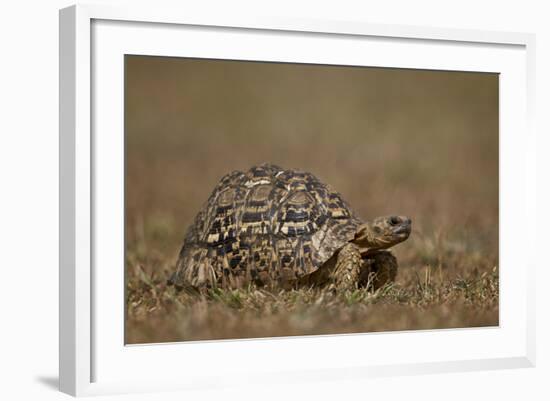 Leopard Tortoise (Geochelone Pardalis)-James Hager-Framed Photographic Print
