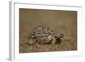 Leopard Tortoise (Geochelone Pardalis)-James Hager-Framed Photographic Print