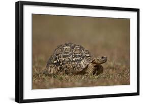 Leopard Tortoise (Geochelone Pardalis)-James Hager-Framed Photographic Print