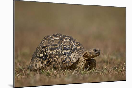 Leopard Tortoise (Geochelone Pardalis)-James Hager-Mounted Photographic Print