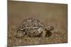 Leopard Tortoise (Geochelone Pardalis)-James Hager-Mounted Photographic Print