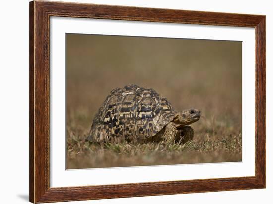 Leopard Tortoise (Geochelone Pardalis)-James Hager-Framed Photographic Print