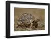 Leopard Tortoise (Geochelone Pardalis)-James Hager-Framed Photographic Print