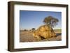 Leopard Tortoise in Kgalagadi Transfrontier Park-null-Framed Photographic Print
