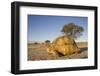 Leopard Tortoise in Kgalagadi Transfrontier Park-null-Framed Photographic Print