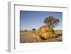 Leopard Tortoise in Kgalagadi Transfrontier Park-null-Framed Photographic Print