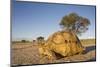 Leopard Tortoise in Kgalagadi Transfrontier Park-null-Mounted Photographic Print