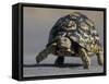 Leopard Tortoise, Savuti Marsh, Chobe National Park, Botswana-Paul Souders-Framed Stretched Canvas