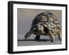 Leopard Tortoise, Savuti Marsh, Chobe National Park, Botswana-Paul Souders-Framed Photographic Print