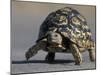 Leopard Tortoise, Savuti Marsh, Chobe National Park, Botswana-Paul Souders-Mounted Photographic Print