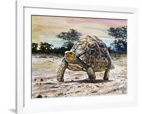 Leopard Tortoise (Stigmochelys Pardalis or Testudo Pardalis), Testudinidae-null-Framed Giclee Print