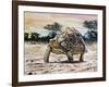 Leopard Tortoise (Stigmochelys Pardalis or Testudo Pardalis), Testudinidae-null-Framed Giclee Print