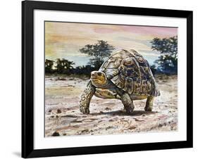 Leopard Tortoise (Stigmochelys Pardalis or Testudo Pardalis), Testudinidae-null-Framed Giclee Print