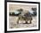 Leopard Tortoise (Stigmochelys Pardalis or Testudo Pardalis), Testudinidae-null-Framed Giclee Print