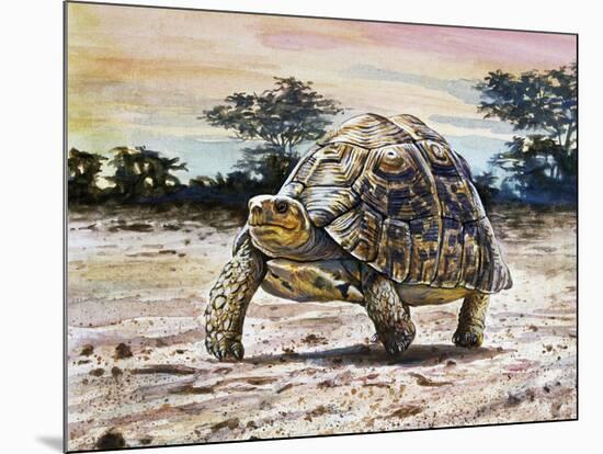 Leopard Tortoise (Stigmochelys Pardalis or Testudo Pardalis), Testudinidae-null-Mounted Giclee Print