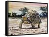 Leopard Tortoise (Stigmochelys Pardalis or Testudo Pardalis), Testudinidae-null-Framed Stretched Canvas