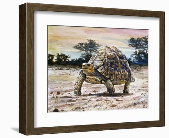 Leopard Tortoise (Stigmochelys Pardalis or Testudo Pardalis), Testudinidae-null-Framed Giclee Print