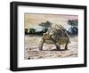 Leopard Tortoise (Stigmochelys Pardalis or Testudo Pardalis), Testudinidae-null-Framed Giclee Print