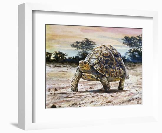 Leopard Tortoise (Stigmochelys Pardalis or Testudo Pardalis), Testudinidae-null-Framed Giclee Print