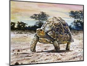 Leopard Tortoise (Stigmochelys Pardalis or Testudo Pardalis), Testudinidae-null-Mounted Giclee Print