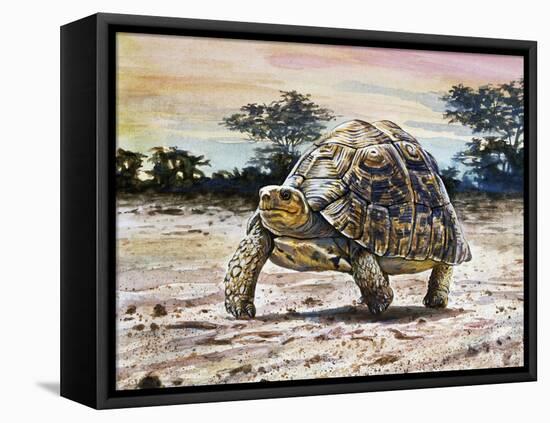 Leopard Tortoise (Stigmochelys Pardalis or Testudo Pardalis), Testudinidae-null-Framed Stretched Canvas