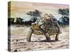 Leopard Tortoise (Stigmochelys Pardalis or Testudo Pardalis), Testudinidae-null-Stretched Canvas