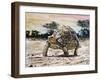 Leopard Tortoise (Stigmochelys Pardalis or Testudo Pardalis), Testudinidae-null-Framed Giclee Print