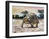 Leopard Tortoise (Stigmochelys Pardalis or Testudo Pardalis), Testudinidae-null-Framed Giclee Print