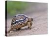 Leopard Tortoise Walking across Sand, Tanzania-Edwin Giesbers-Stretched Canvas