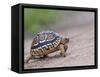 Leopard Tortoise Walking across Sand, Tanzania-Edwin Giesbers-Framed Stretched Canvas