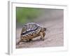 Leopard Tortoise Walking across Sand, Tanzania-Edwin Giesbers-Framed Photographic Print