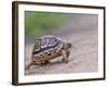 Leopard Tortoise Walking across Sand, Tanzania-Edwin Giesbers-Framed Photographic Print