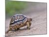 Leopard Tortoise Walking across Sand, Tanzania-Edwin Giesbers-Mounted Photographic Print