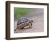 Leopard Tortoise Walking across Sand, Tanzania-Edwin Giesbers-Framed Photographic Print