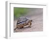 Leopard Tortoise Walking across Sand, Tanzania-Edwin Giesbers-Framed Photographic Print