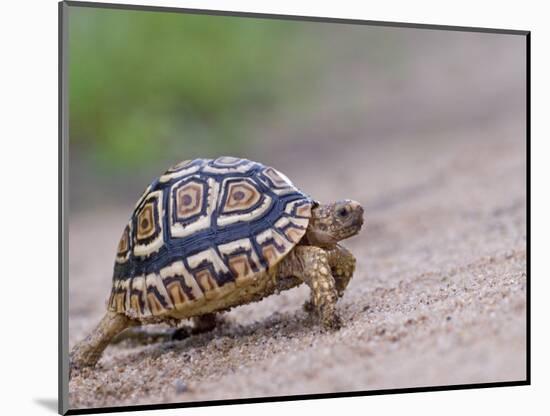 Leopard Tortoise Walking across Sand, Tanzania-Edwin Giesbers-Mounted Photographic Print