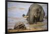 Leopard tortoise with elephant behind, South Africa-Ann & Steve Toon-Framed Photographic Print