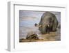 Leopard tortoise with elephant behind, South Africa-Ann & Steve Toon-Framed Photographic Print