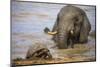 Leopard tortoise with elephant behind, South Africa-Ann & Steve Toon-Mounted Photographic Print