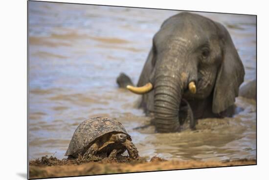 Leopard tortoise with elephant behind, South Africa-Ann & Steve Toon-Mounted Photographic Print